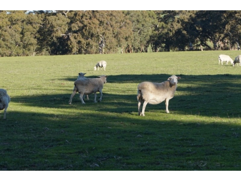 1237 Brookman Road, Hope Forest SA 5172