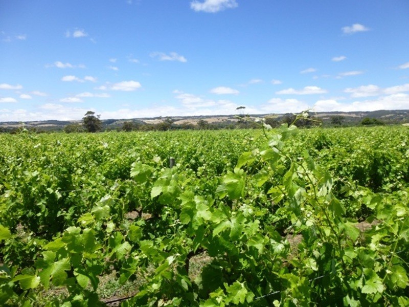 90 Little Road, Willunga SA 5172