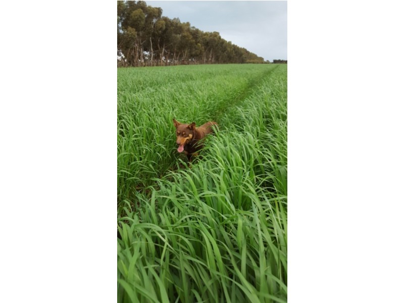 193 Richmore Road, Milang SA 5256