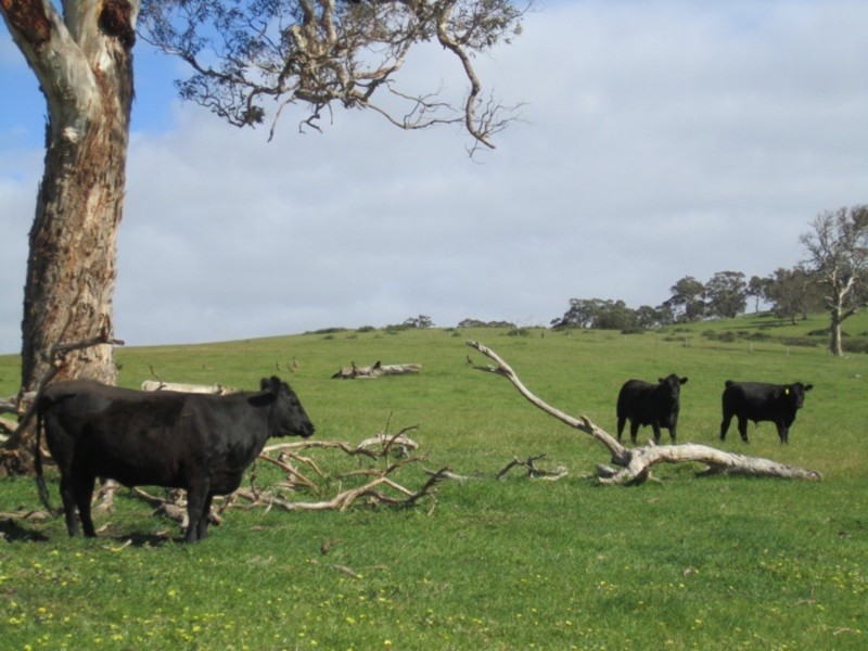 353 Cole Crossing Road, Mount Magnificent SA 5210