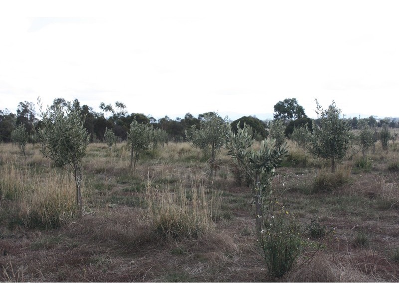 920 Wildwood Road, Bulla NSW 2835