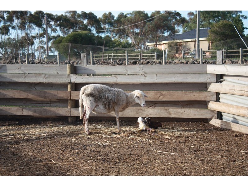 50 Edwards Road, Diggers Rest VIC 3427