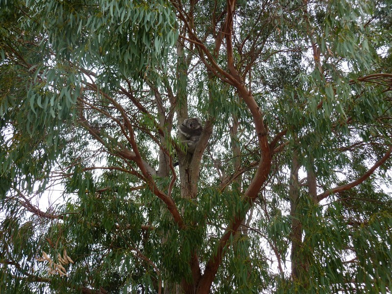 39 Hillview Rise, Gisborne South VIC 3437