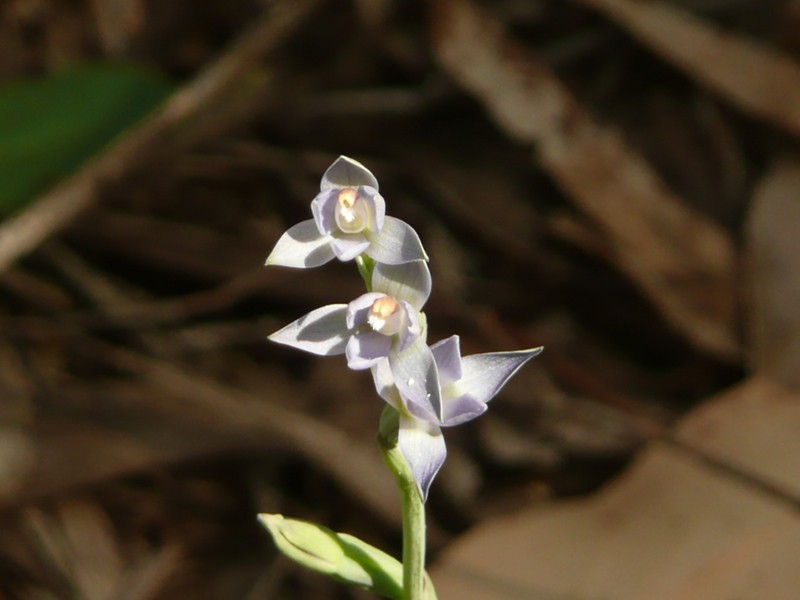 42 Long Ryans Road, Benloch VIC 3435