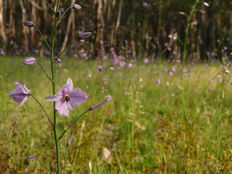 42 Long Ryans Road, Benloch VIC 3435