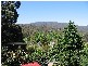 39 Woodspoint Road, Warburton VIC 3799