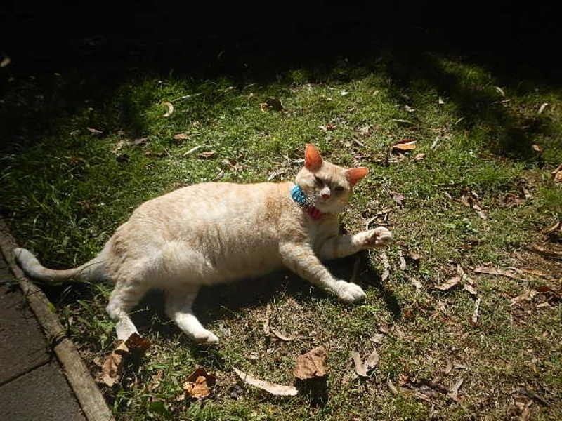 51 Wonga Road, Millgrove VIC 3799