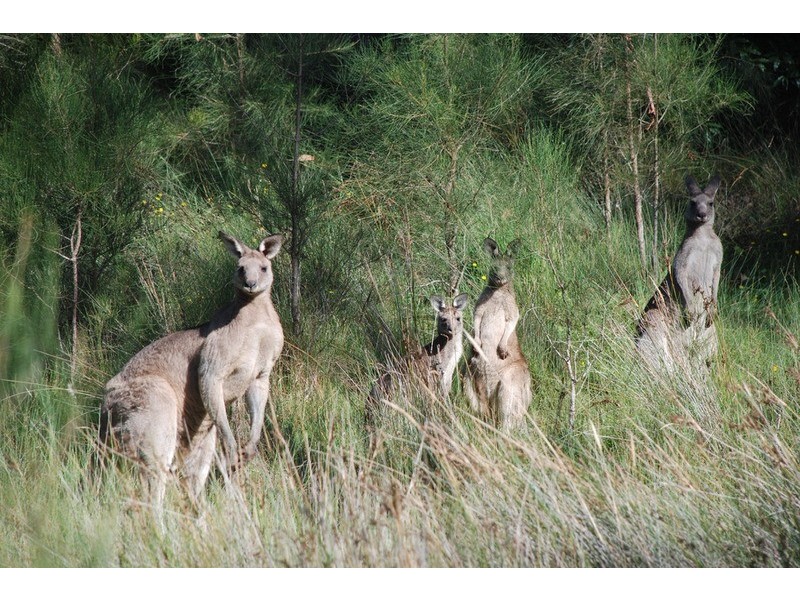 104 Sanctuary Point Road, Sanctuary Point NSW 2540