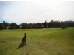 161  Larmer  Avenue, Sanctuary Point NSW 2540