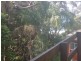 13 Booderee  Avenue, Hyams Beach NSW 2540