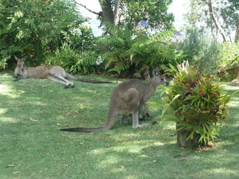 50 Greville  Avenue, Sanctuary Point NSW 2540