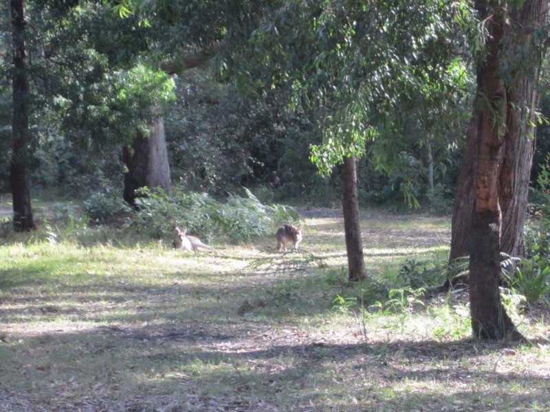 97 The Park Drive, Sanctuary Point NSW 2540