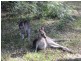 97 The Park Drive, Sanctuary Point NSW 2540