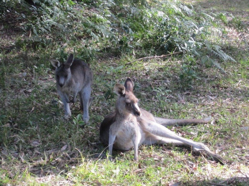 97 The Park Drive, Sanctuary Point NSW 2540