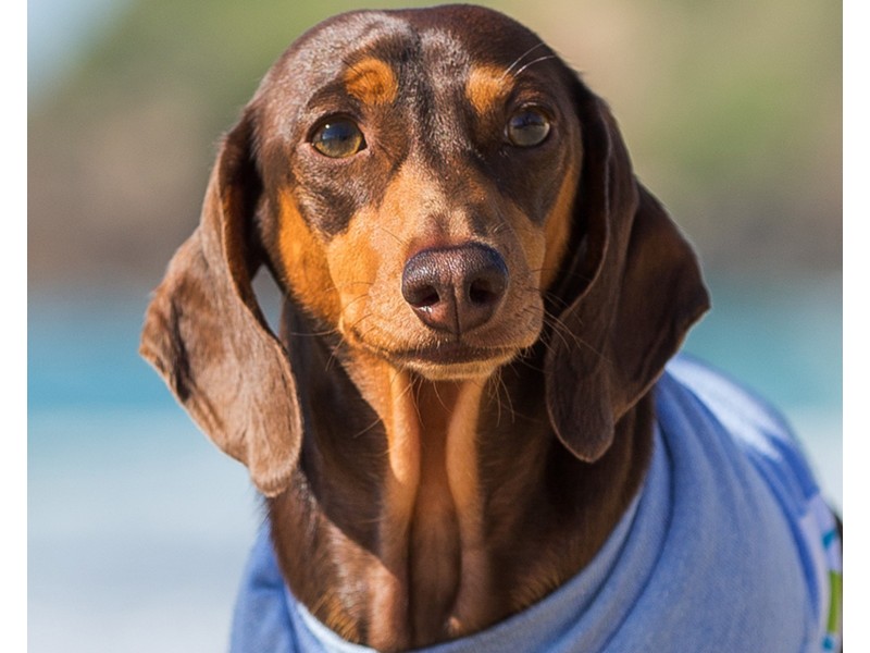 55 Palm Avenue, Coolum Beach QLD 4573