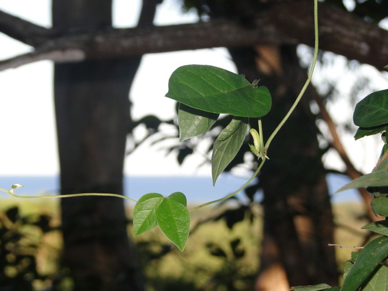 15 Hilltop Crescent, Coolum Beach QLD 4573