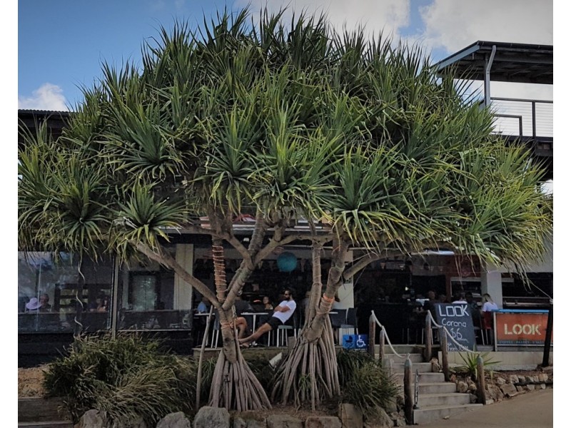 1/29 Mooloomba Road, Point Lookout QLD 4183