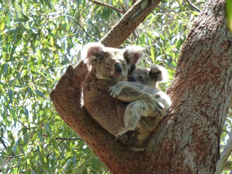 9 Waller Court, Point Lookout QLD 4183