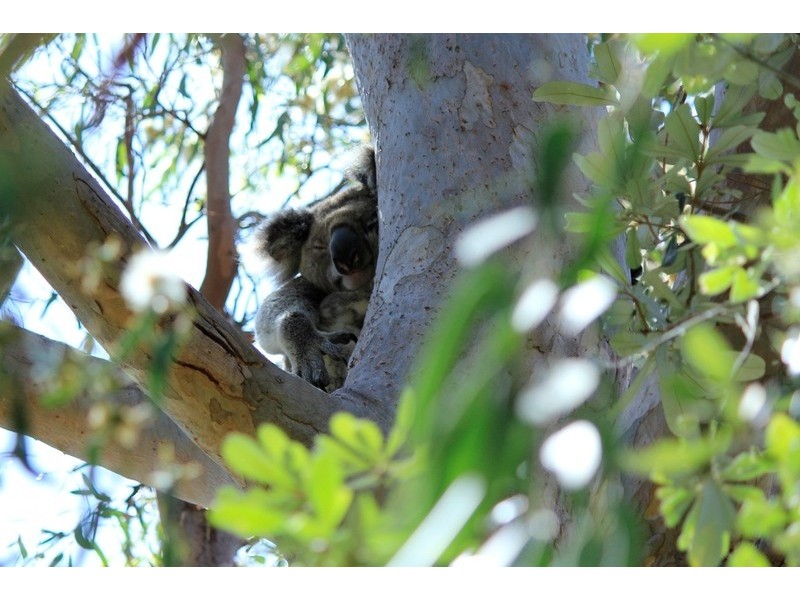 2/36 George Nothling Drive, Point Lookout QLD 4183