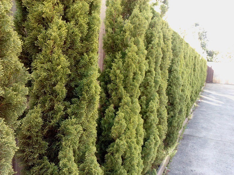 Dandenong VIC 3175