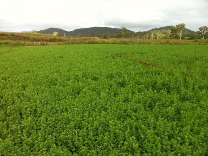 88 Hills Road, Pine Mountain QLD 4306