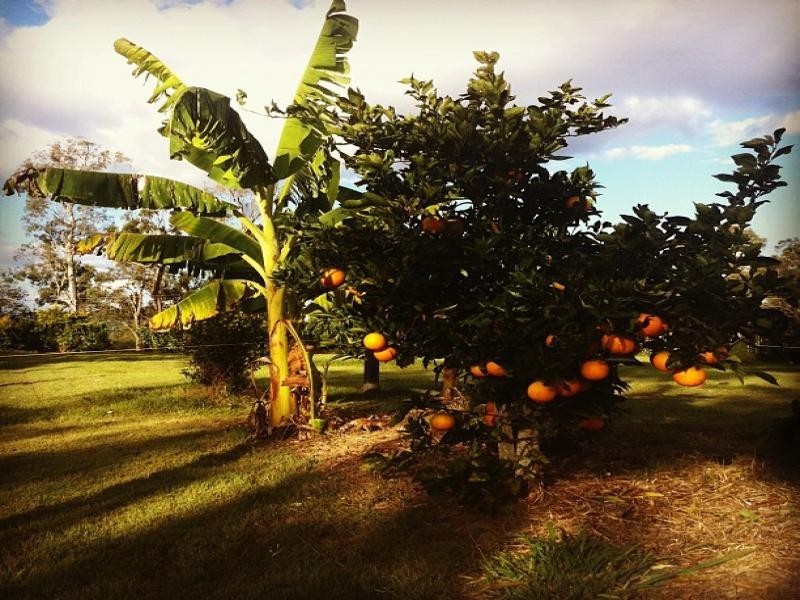 88 Hills Road, Pine Mountain QLD 4306