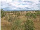 292 Kuss Rd, Lower Mount Walker QLD 4340