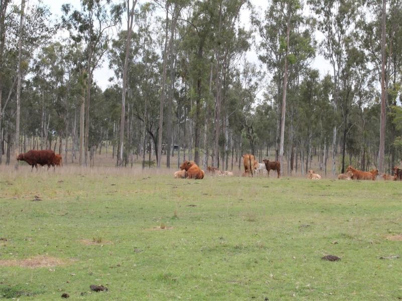 439 Haigslea-Amberley Rd, Walloon QLD 4306