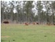 439 Haigslea-Amberley Road, Walloon QLD 4306