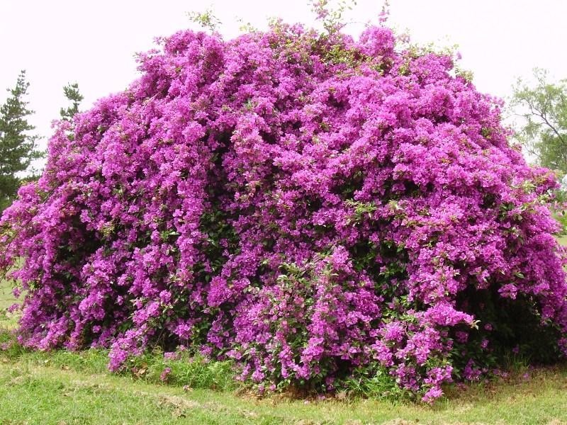 510 Ma Ma Creek- Lilydale Road, Lilydale QLD 4344