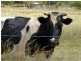 Fernvale QLD 4306
