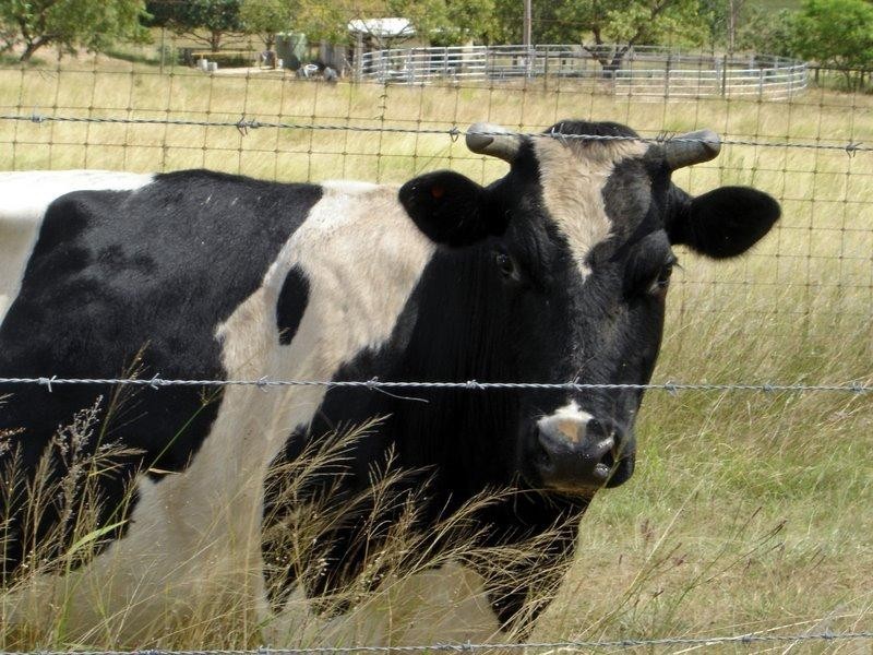 Fernvale QLD 4306