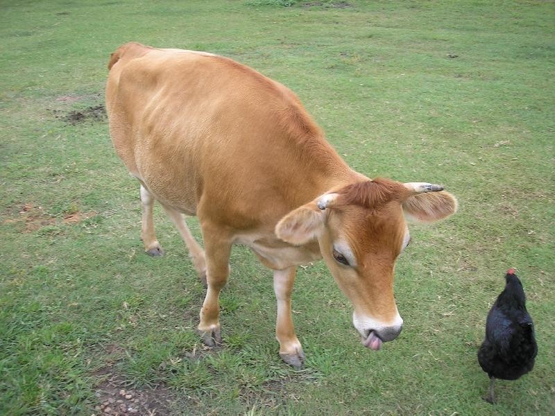 58 Schillings Road, Karrabin QLD 4306