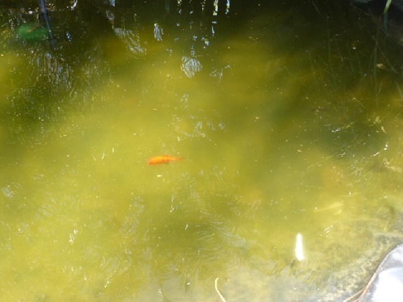 12 Shine Street, One Mile QLD 4305