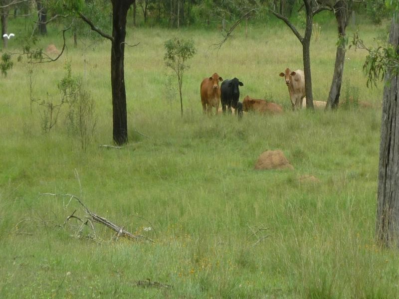 Livingstone Lane, Haigslea QLD 4306