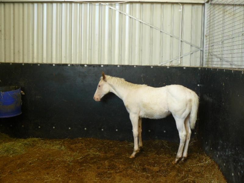 456-504 Rosewood-Marburg Road, Tallegalla QLD 4340