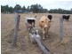 Toowoomba QLD 4350