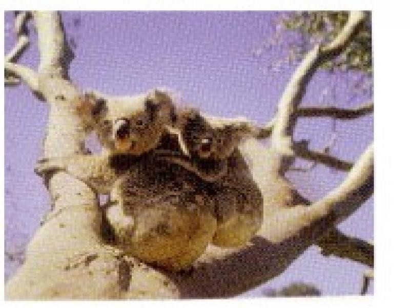 Victoria Point QLD 4165