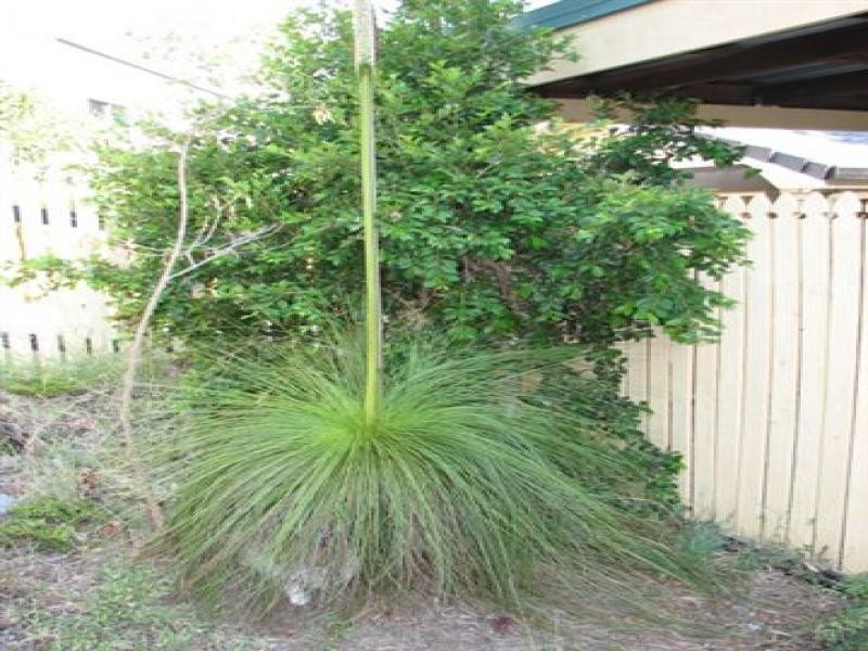 14 Labanka Close, Frenchville QLD 4701