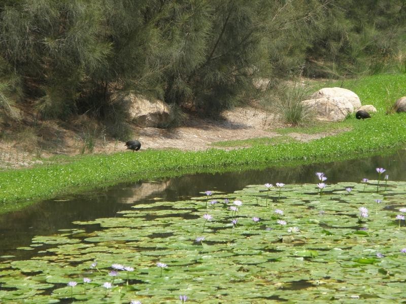 2 Brookeside Cr, Seventeen Mile Rocks QLD 4073