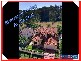 63 Wendouree Cr, Westlake QLD 4074