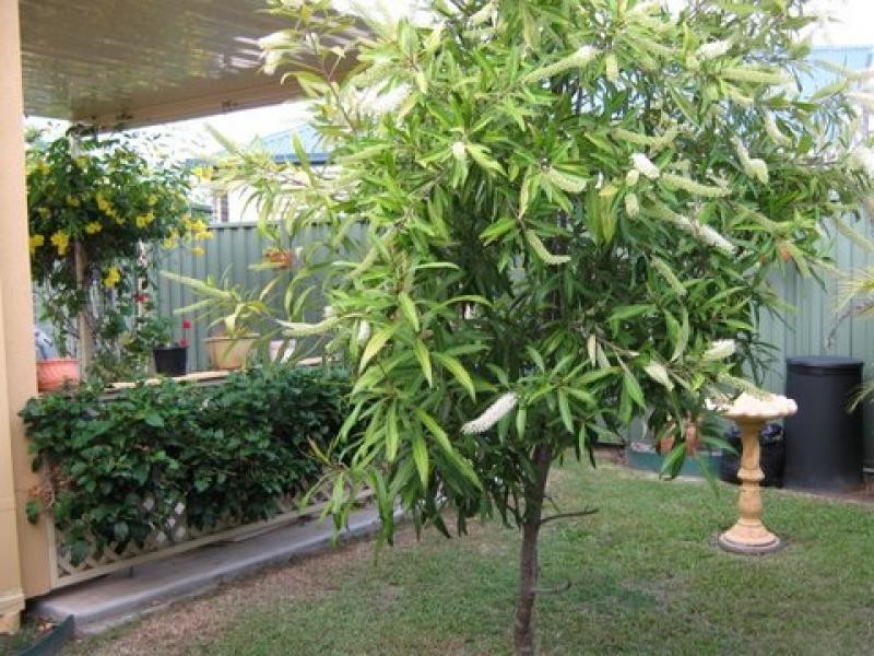 33 Bellbird Court, Burpengary QLD 4505