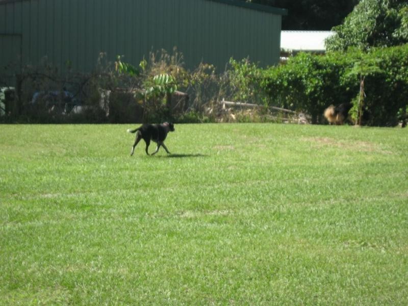 221 Nairn Road, Morayfield QLD 4506