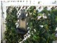 70 Gordon Parade, Manly QLD 4179