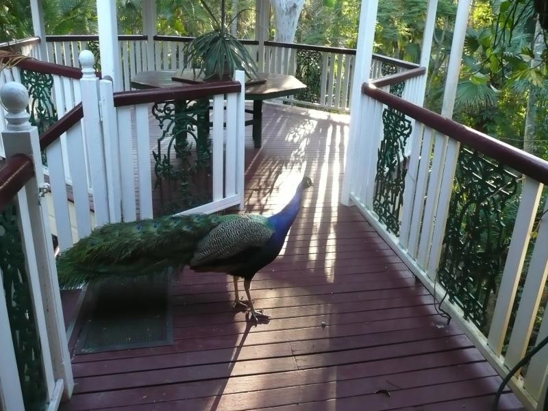 96 Ermelo Road, Belmont QLD 4153