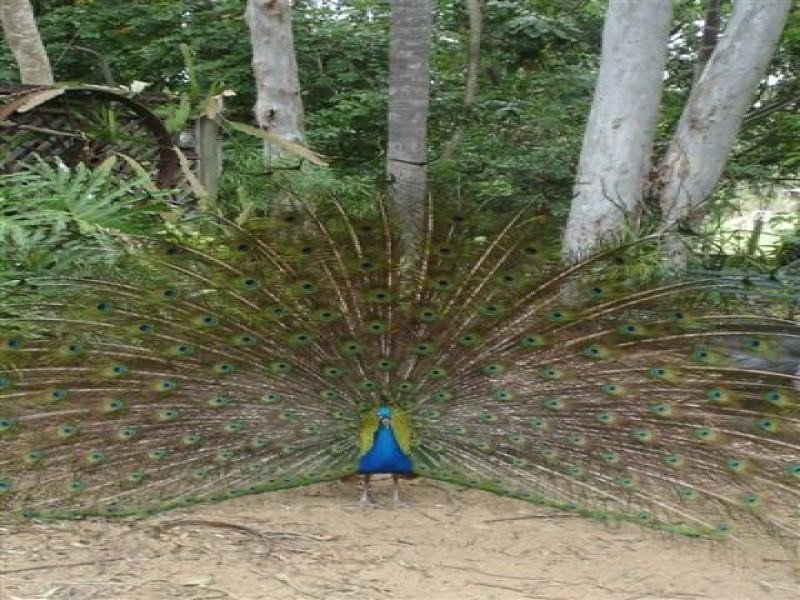 96 Ermelo Road, Belmont QLD 4153