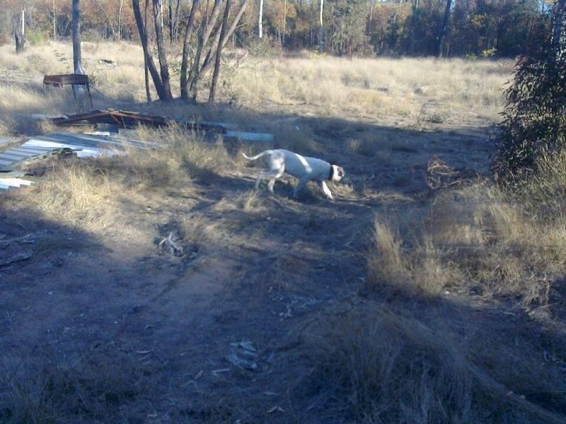 Lot 109 Orchard Road, Tara QLD 4421