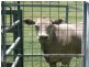 Beaudesert QLD 4285
