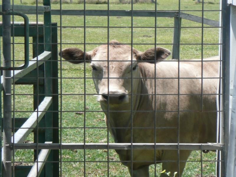 Beaudesert QLD 4285
