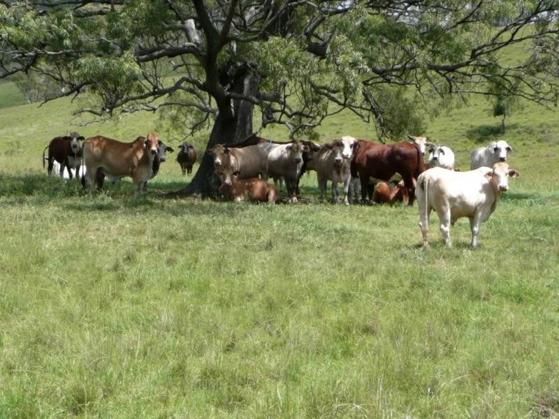 Boonah QLD 4310